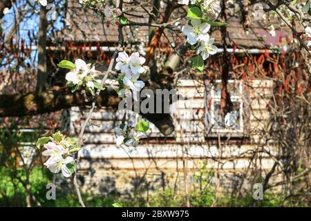 Recinzione di legno di fronte alla vecchia capanna. Bellissimi alberi di mele nel giardino. Rustico, scenario naturale. Foto Stock