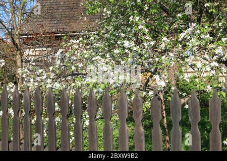 Recinzione di legno di fronte alla vecchia capanna. Bellissimi alberi di mele nel giardino. Rustico, scenario naturale. Foto Stock