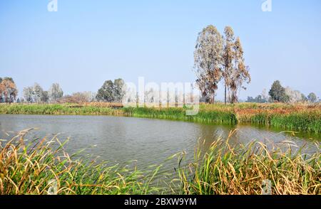 Zona umida Foto Stock