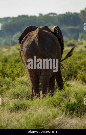 Elefante da dietro. Un bush africano Elefante in erba nel Samburu Park, Kenya, visto dal retro Foto Stock