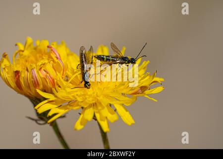Black Soldier Fly Flies insetti Hermetia Illucens accoppiamento su giallo dandelioni Foto Stock