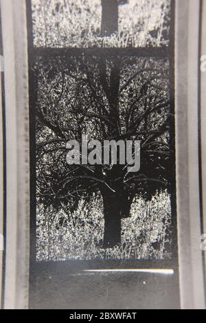 Fine anni 70 vintage contatto stampa in bianco e nero fotografia estrema di alberi che illuminano nei boschi. Foto Stock