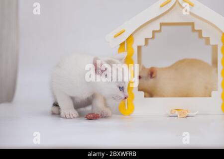 Gatto e mouse. Tom e Jerry. Gattino custodisce un grande mouse in una casa gialla su sfondo bianco Foto Stock