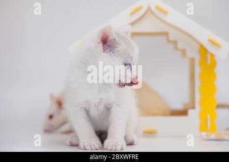 Gatto e mouse. Tom e Jerry. Gattino custodisce un grande mouse in una casa gialla su sfondo bianco Foto Stock