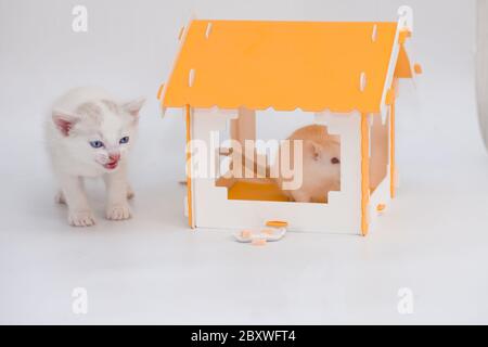 Gatto e mouse. Tom e Jerry. Gattino custodisce un grande mouse in una casa gialla su sfondo bianco Foto Stock