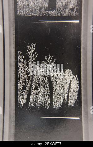 Fine anni 70 vintage contatto stampa in bianco e nero fotografia estrema di alberi che illuminano nei boschi. Foto Stock