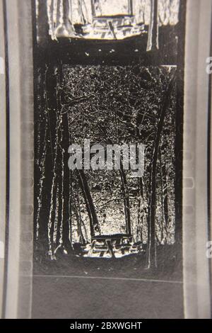 Fine anni 70 vintage contatto stampa in bianco e nero fotografia estrema di alberi che illuminano nei boschi. Foto Stock