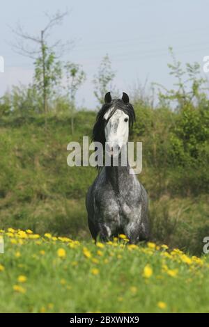 Cavallo andaluso, pura Raza Espanola Foto Stock