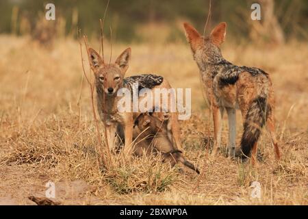 Famiglia Jackal con schienale nero Foto Stock