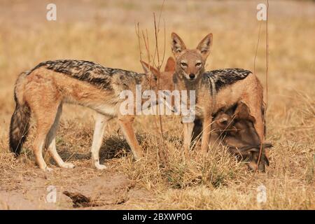 Famiglia Jackal con schienale nero Foto Stock