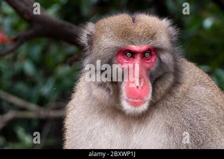 Scimmia macaque al parco delle scimmie di Arashiyama, Kyoto, Giappone Foto Stock