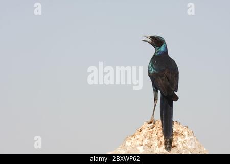 Burchells Starling, Lamprotornis australis, la stella lucida di Burchell Foto Stock