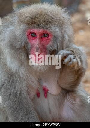 Scimmia macaque al parco delle scimmie di Arashiyama, Kyoto, Giappone Foto Stock