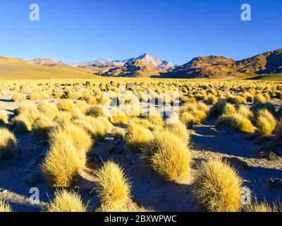 Alte vette e tipici grumi di erba in Cordillera de Lipez, Altiplano andino, Bolivia, Sud America. Foto Stock