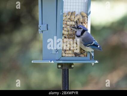 Abbastanza blu jay ottenere le arachidi da un alimentatore in un giardino verde Foto Stock