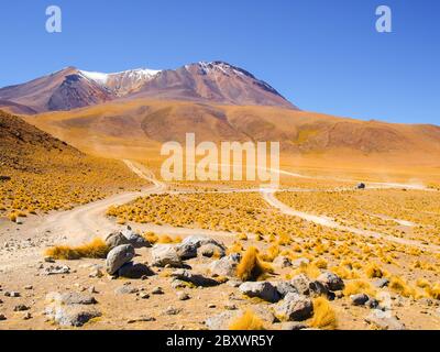 Alte vette e tipici grumi di erba in Cordillera de Lipez, Altiplano andino, Bolivia, Sud America. Foto Stock