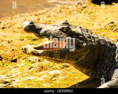 Alligatore a bocca aperta, vista profilo ravvicinata, Amazzonia Foto Stock