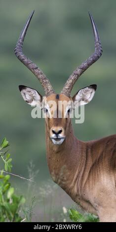 Impala, (Aepyceros melampus), maschio, Riserva di gioco di Hluhluwe-Imfolozi, Hluhluwe-Umfolozi, KwaZulu-Natal Foto Stock