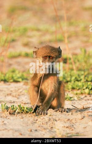 Giovane Chacma Baboon, Sudafrica Foto Stock