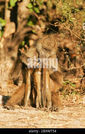 Baboon giallo, Papio cynocefalo, africa Foto Stock