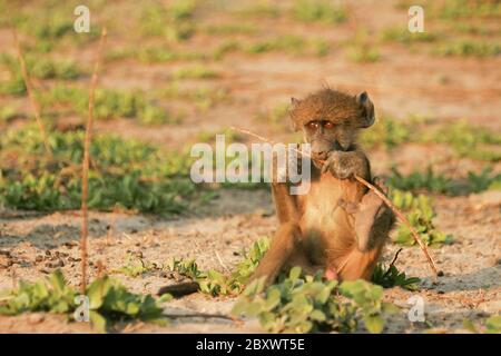 Giovane Chacma Baboon, Sudafrica Foto Stock