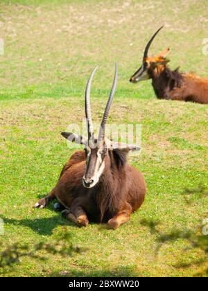 Donna antilope sabile, Hippotragus niger, sdraiato in savana, Kenya, Africa Foto Stock