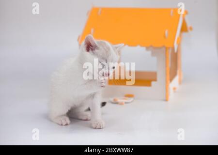 Gatto e mouse. Tom e Jerry. Gattino custodisce un grande mouse in una casa gialla su sfondo bianco Foto Stock