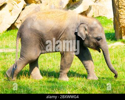 Giovane elefante indiano bambino in giornata di sole. Foto Stock