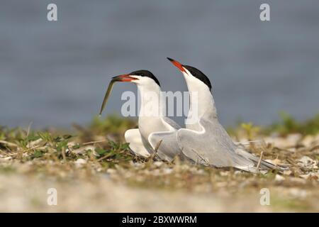 Tern comune (Sterna hirundo) Foto Stock