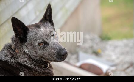 Un primo piano di un bel cane heeler blu che riposa all'esterno sul ponte con occhi luminosi e orecchie perky. Effetto bokeh. Foto Stock