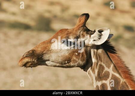 Giraffe, Kalahari Wueste, Sudafrica Foto Stock