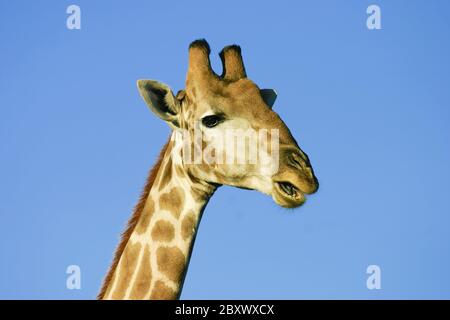 Giraffe, Kalahari Wueste, Sudafrica Foto Stock