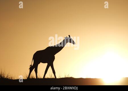 Giraffe, Kalahari Wueste, Sudafrica Foto Stock