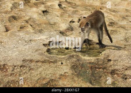 Macaco a lunga taile, Macaca fascicularis, scimmia cynomolgus Foto Stock