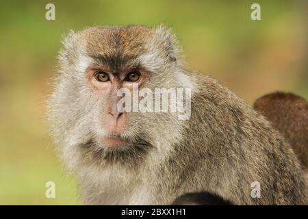 Scimmia cynomolgus o macaco che mangia granchio [Macaca fascicularis] Foto Stock