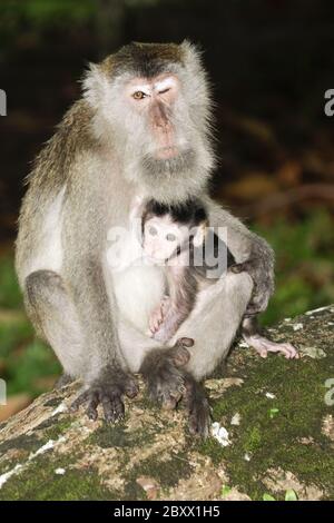 Macaco a lunga taile, Macaca fascicularis, scimmia cynomolgus Foto Stock