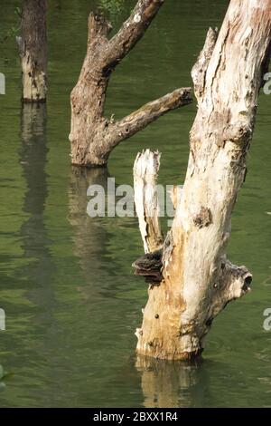 Mangrovie, Bako NP, Borneo. Malesia Foto Stock