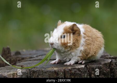 Cavia di animali domestici Foto Stock