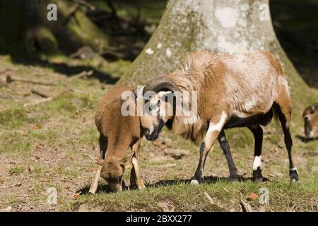 Musimone di Ovis ammon, mouflon Foto Stock