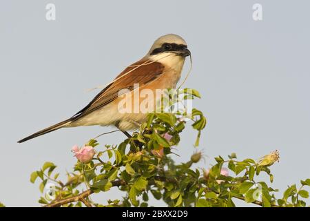 Gamberetto rosso (Lanius-collurio), Sudafrica Foto Stock