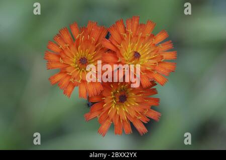 Biancospino rosso-arancio, aurantiacum Hieracium, biancospino arancione, volpe e cubetti Foto Stock