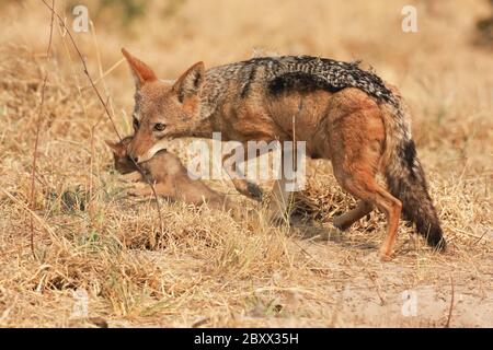 Jackal (Canis mesomelas), cuccioli e mamma Foto Stock