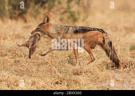 Jackal (Canis mesomelas), cuccioli e mamma Foto Stock