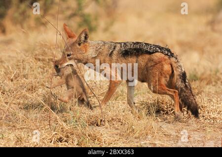 Jackal con schienale nero e cucciolo, Africa Foto Stock