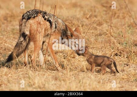 Jackal con schienale nero e cucciolo, Africa Foto Stock