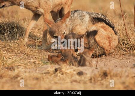 Jackal (Canis mesomelas), cuccioli e mamma Foto Stock