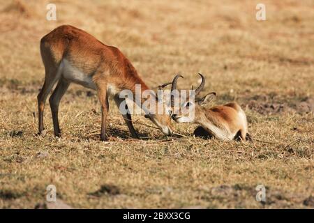 Lechwe rosso, Sudafrica Foto Stock