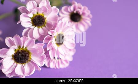 Primo piano crisantemi, crisantemi o fiori di mamme per biglietto di auguri con spazio per la copia. Cartolina primaverile. Foto Stock