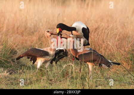 Stork-Sattelstorch con fatturazione a sella Foto Stock