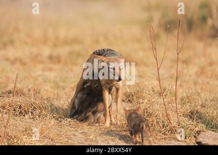 Succhiando cuccioli di Jackal con retro nero Foto Stock